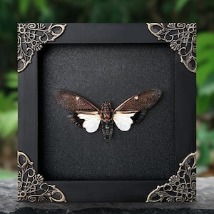 May include: A framed insect specimen. The black frame has decorative corner details. The insect has brown and white wings and is centered on a black background. The square frame sits on a dark surface against a blurred green backdrop.