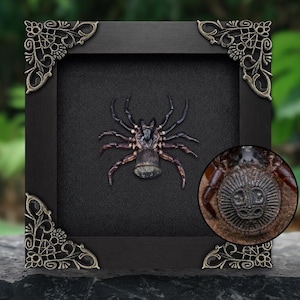 Hourglass Trapdoor Spider Frame Tarantula Cyclocosmia Ricketti Taxidermy Taxadermy Artwork Oddities Curiosities Home Gothic Decor