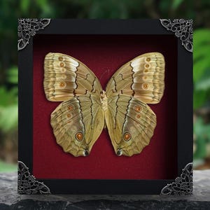 Jungle Queen Taxidermy Gothic Decor, Butterfly Framed Box Curious Taxidermy Wall Hanging Art Oddities Artwork