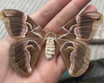 Real Spread Eri Silkmoth Mounted Open Wings Taxidermy Insect Taxadermy Butterfly Specimens Frame Making Oddities Wall Décor, Earring Arts