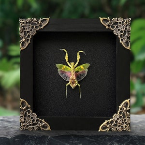 May include: A framed insect specimen of a green praying mantis with wings spread open. The frame is black with ornate gold corners.