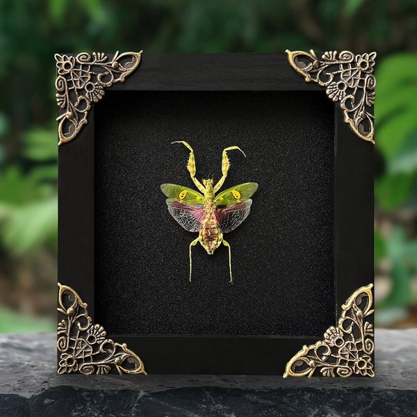 Real Framed Mantis Creobroter Beetle Shadow Box Dried Insect Dead Bug Taxidermy Taxadermy Black Wall Art Oddity Curiosities Decor