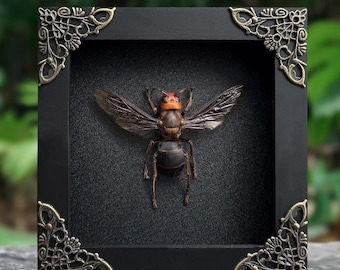 Asian Giantest Hornet Bee Taxadermy, Frame Wasps Insect ,Hornet Taxidermy Oddity Curiosities Wall Art Decoration Artwork Vintage