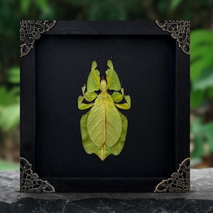 May include: A framed display of a leaf insect, with its camouflaged, leaf-like form. The insect is set against a black backdrop within a black wooden frame, adorned with decorative corner embellishments. The background is blurred, implying a natural environment.