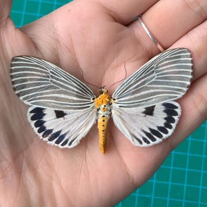 May include: A moth with translucent gray wings featuring white veins, a bright yellow body with black spots, and white lower wings marked by a row of black spots along the edges. The insect has thin, dark antennae and a distinct yellow thorax.