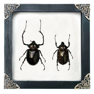 Real Framed Pair Cheirotonus Long Arm Beetle Dried Insect Dead Bug Frame Specimen Artwork Wall Hanging Decor Entomology Display