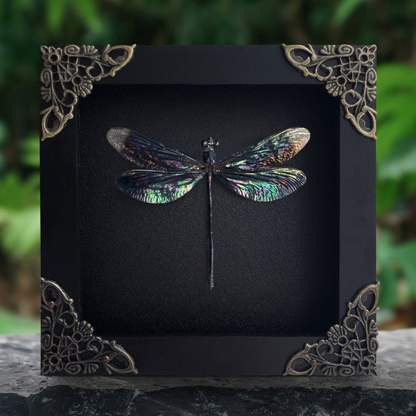 Cadre réel libellule libellule ombre boîte insecte bug taxidermie cadre taxidermie taxadermie art mural décoration bizarrerie maison étagère décorative
