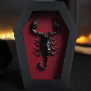 Scorpio Gift, Giant Scorpion Coffin Shadow Box, Insect Frame Taxidermy Curiosities Wall Decor, Black Gothic Hanging Decor