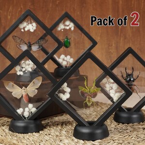 May include: Pack of two black diamond-shaped display cases with glass fronts. Each case contains a different insect specimen, including a cicada, a beetle, a praying mantis, and a stag beetle. The cases are on black bases and are arranged on a woven mat.