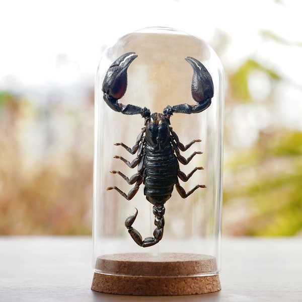 Echter Riesen Skorpion Insekt Kuppel Bug Taxidermy Bell-Glas-Ausstellung Getrockneter Schmetterling Taxadermy Kuriositäten Schwarz-Gothic-Weihnachtsdekor