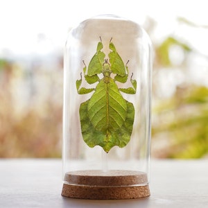 Real Walking Leaf Insect Beetle Taxidermy Glass Dome Jar Display Dried Bug Butterfly Taxadermy Oddities Curiosities Gothic Christmas Decor image 1