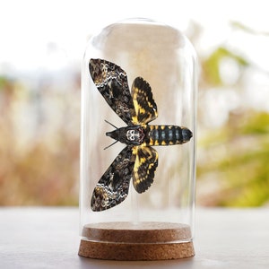 Succubus Curiosities Death S Head Hawkmoth In Glass Dome main image 0