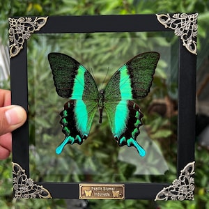 Real Framed Peacock Butterfly Shadow Box Dried Green Butterfly Taxidermy Butterflies Taxadermy Wall Hanging Art Oddities Curiosities Decor