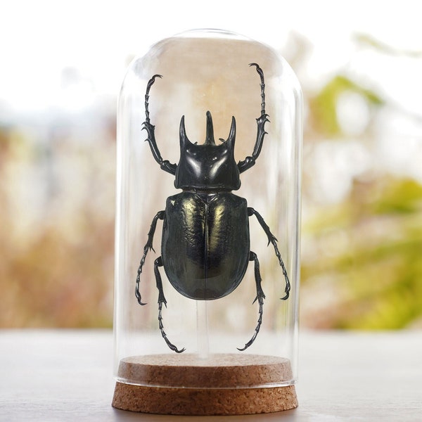 Echter Käfer Ausgestellter Glas Cabochon Insekt Cabochon Schmetterling Taxidermy Kuriosität Schwarz Gothic Haloween Geschenk Deko