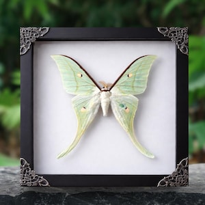 May include: A framed Luna moth specimen. The moth has pale green wings with a long, flowing shape, displayed against a white background. The black frame has decorative corner accents. The background is a blurred view of green foliage.