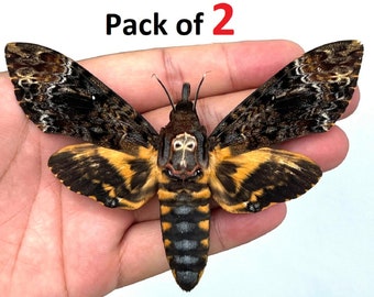 Lot de 1,2 véritable teigne de la mort Achérontie mite du crâne étalée Agneaux silencieux Entomologie Insecte mort Papillon séché Taxadermie Taxidermie