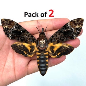 May include: A pack of two brown, black, and yellow Death's-head Hawkmoth specimens. The moths have a skull-like pattern on their thorax. Pack of 2.
