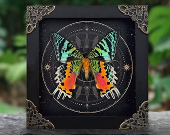 Real Sunset Moth Astronomy Astrology Display Frame Gothic Witch Oddities Curiosities Anniversary Gift Victorian Cottagecore Decoration