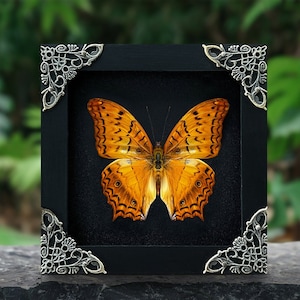 May include: A framed butterfly specimen with orange and brown wings, displayed against a black background. The frame has ornate silver corners.