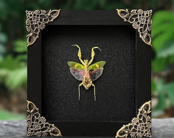 Real Framed Mantis Creobroter Beetle Shadow Box Dried Insect Dead Bug Taxidermy Taxadermy Black Wall Art Oddity Curiosities Decor