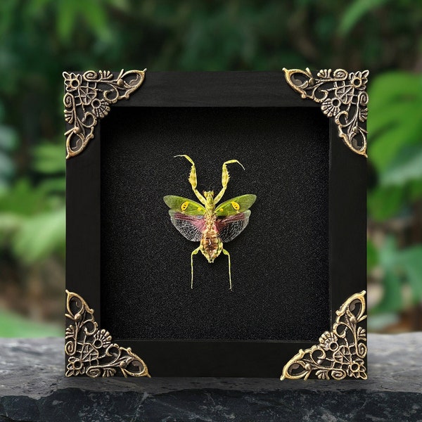 Real Framed Mantis Creobroter Beetle Shadow Box Dried Insect Dead Bug Taxidermy Taxadermy Black Wall Art Oddity Curiosities Decor