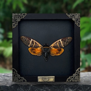 Puede incluir: Un espécimen de insecto enmarcado de una cigarra gigante Valanga con alas negras y marcas naranjas. El marco es negro con esquinas doradas ornamentadas y una etiqueta dorada que dice "Giant Valanga Cicada".