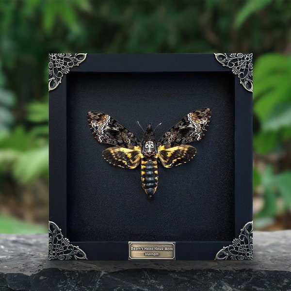 Real Framed Death Head Moth Acherontia Frame Dried Butterfly Skull Dead Taxidermy Taxadermy Oddity Insect Bug Wall Art Hanging Decor