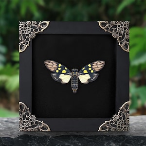 Frame Cicada Artwork Entomology Creepy Collection Framed Insect Bug Shadow Box Beetle Taxadermy Gothic Oddity Decor