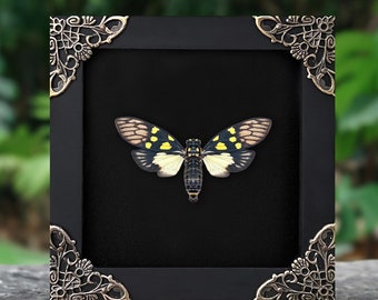Op de afbeelding: Een zwart ingelijst beeld met sierlijke gouden hoeken, met een geconserveerde cicada met gele en zwarte markeringen op de vleugels.