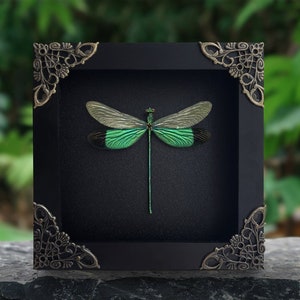Real Framed Stream Glory Damselfly Dragonfly Shadow Box Insect Bug TaxidermyWall Art Decoration Gothic Oddity Home Bookshelf Decor
