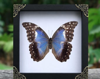 Real Framed Female Blue Morpho Butterfly Frame Butterfly Specimen Insect Frame Dried Taxidermy Dead Taxadermy Wall Art Decoration Mom Gift