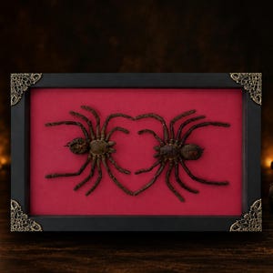 May include: A rectangular black frame with ornate metal corner accents containing two dark brown spiders mounted on a vibrant red background. The spiders are positioned so their legs curve toward each other to form a heart shape in the center.