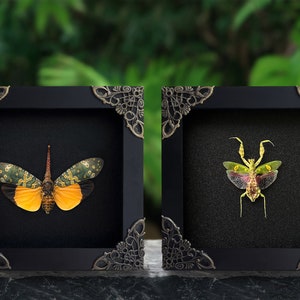 May include: Two framed insect specimens, a green and yellow cicada and a green praying mantis, displayed against a black background.