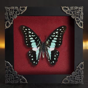 Whimsigoth Home Decor, Preserve Insects In Frame ,Real Butterfly Dried Insect Collection Shadow Box Decor Wall Hanging Artwork