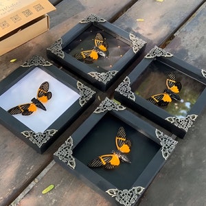 Cicada Real Wall Hanging Cicadoidea Mounted Insect Shadow Box Goth Artwork For Wall Living Room Entomology Framed Artwork