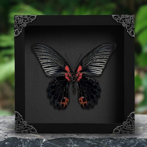 May include: A black butterfly specimen with red accents on its wings, displayed inside a square black shadow box frame. The frame features ornate, silver-toned metal corner protectors with intricate filigree patterns at each of the four corners.