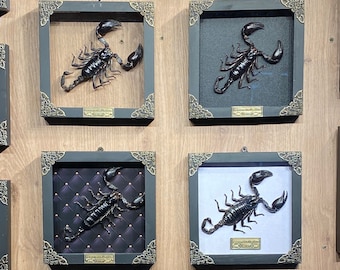 Wooden Framed Real Scorpion Dead Insect Collections Gothic  Genuine scorpion wall art display picture 1