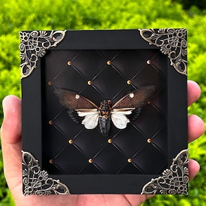 May include: A framed insect art piece featuring a detailed cicada with brown and white wings, set against a black, quilted background. The black frame has ornate silver corner accents. The artwork is held in a hand.