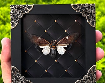 May include: A framed insect art piece featuring a detailed cicada with brown and white wings, set against a black, quilted background. The black frame has ornate silver corner accents. The artwork is held in a hand.