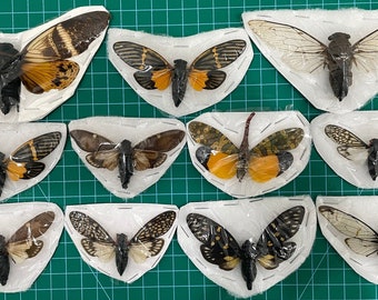 10 Real Cicadas Cicadoidea Beetles Assorted Insect Bug butterfly Taxidermy-Preserved Bug-Dried Ethical Cicada-Oddity Curiosities Taxadermy