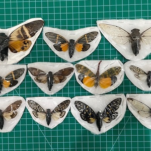 7 Real Cicadas Cicadoidea Beetles Assorted Insect Bug butterfly Taxidermy-Preserved Bug-Dried Ethical Cicada-Oddity Curiosities Taxadermy
