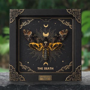 Real Death Head Hawkmoth Acherontia in Frame, Skull Moth Entomology Oddity, Witchy Moon Decor, Tarot Gothic Wall Art, Home Decor