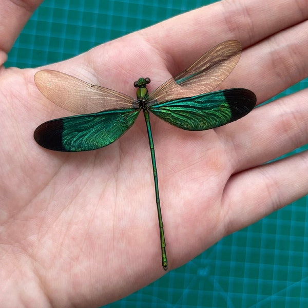 Real Damselfly Dragonfly Insect Bugs Beetle Taxadermy Pinned Dried Insect Specimens Taxidermy Collection Wall Decoration Jewellery Making