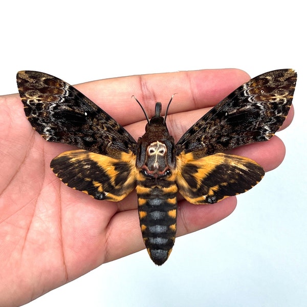 Real Spread Death Head Moth Acherontia Entomology Mounted Hawkmoth Butterfly Insect Taxidermy Oddity Taxadermy Bug