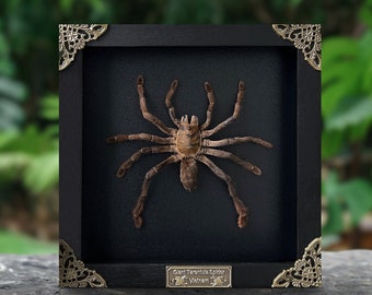 Real Framed Spider Tarantula Bird Eating Insect Shadow Box Taxidermy Taxadermy Artwork Oddities Curiosities Home Gothic Decor