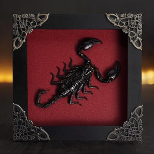 Scorpion Frame Taxedermy Black Wall Decor Gothic Artwork, Preserve Insects In Frame,Butterfly Mantis Cicada Frame Entomology Gift