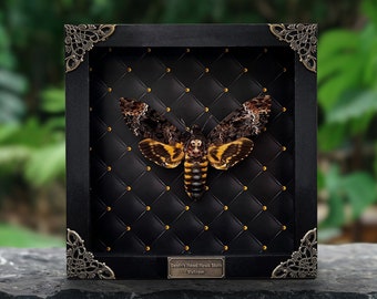 Real Framed Death Head Moth Acherontia Dried Butterfly Skull Frame Dead Taxidermy Taxadermy Oddity Insect Bug Wall Art Hanging Decor