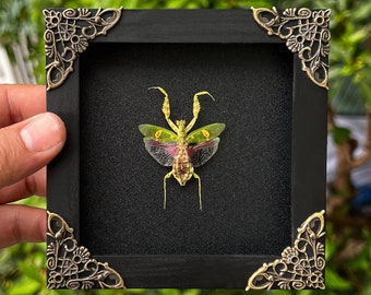 Real Framed Mantis Creobroter Beetle Shadow Box Dried Insect Dead Bug Taxidermy Taxadermy Black Wall Art Oddity Curiosities Decor