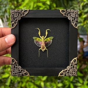 Real Framed Mantis Creobroter Beetle Shadow Box Dried Insect Dead Bug Taxidermy Taxadermy Black Wall Art Oddity Curiosities Decor