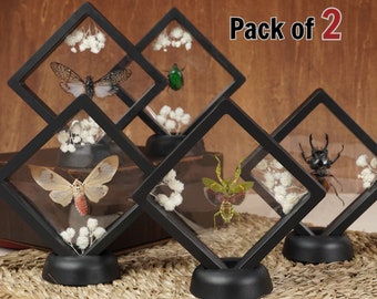 Pack 2 Beetle Butterfly Bugs 3D Floating Clear Frame Dried Insect Taxidermy Display Floral Entomology Oddities Curiosities Botanical Art